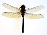 dragonflyphoto