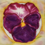 Red Violet Pansy800